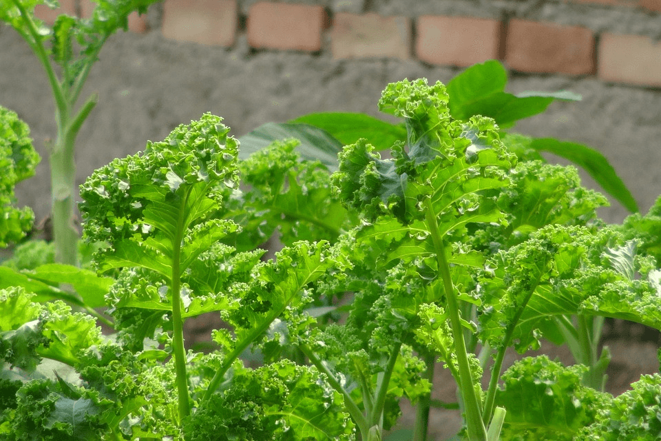 Nutritionist's Kale in a garden.