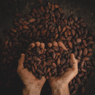 Hands holding a bunch of cocoa beans, emphasizing real food.